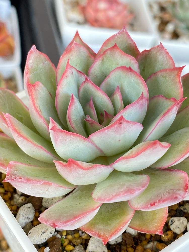 エケベリア【エスター（魅惑の月）】韓国苗 多肉植物 あにちゃん農園