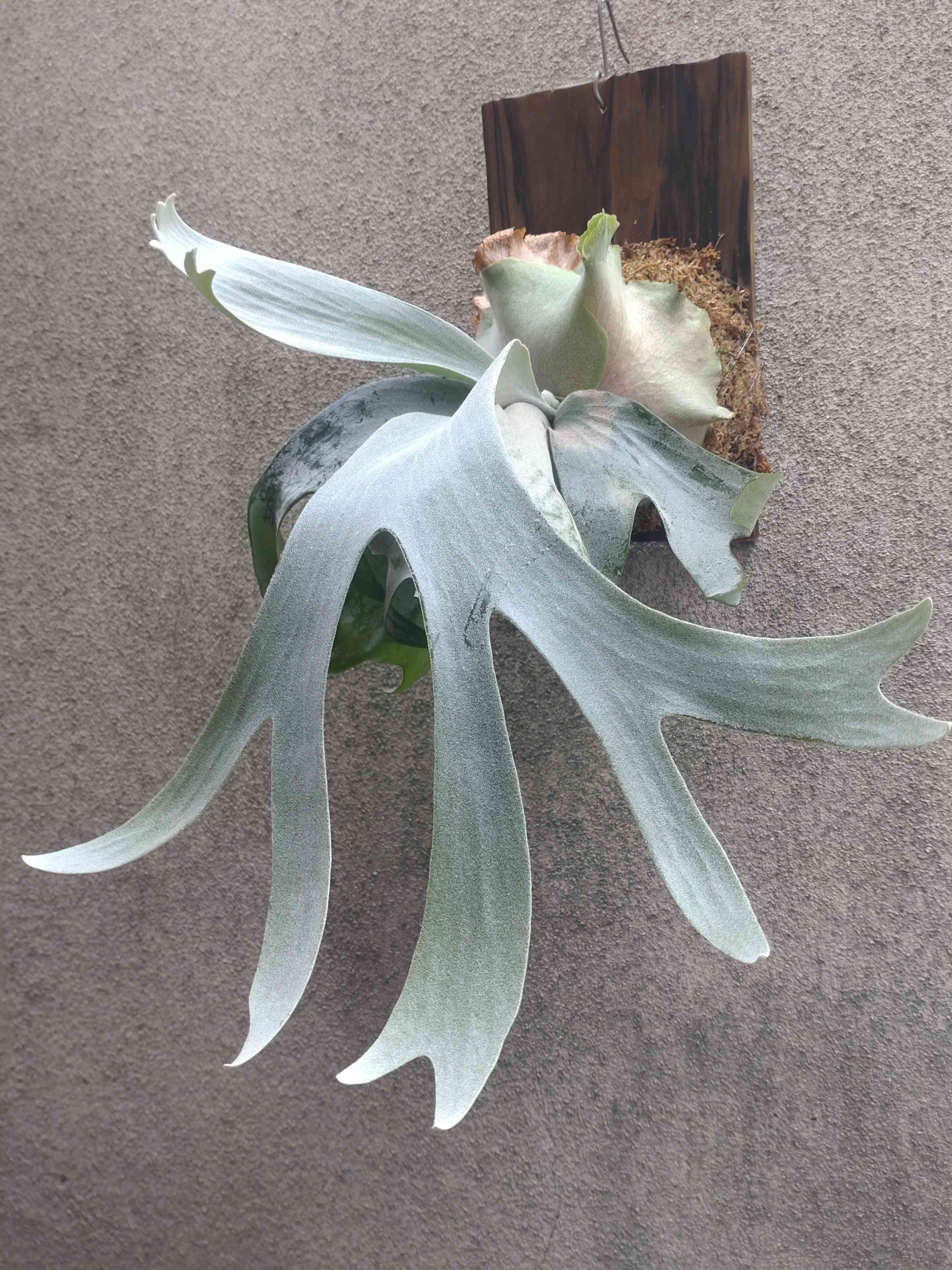 ビカクシダ サイケオの一覧｜🍀GreenSnap（グリーンスナップ）