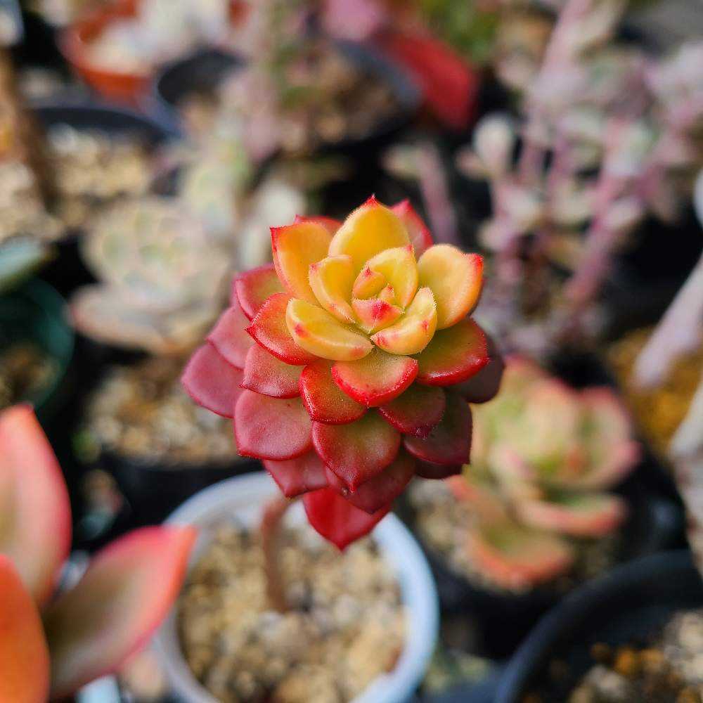 マジックジャムゴールド 多肉植物 マジックジャムゴールド – 多肉植物の通販・販売サイト tawawa