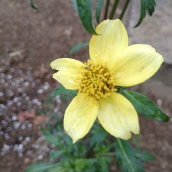 ウィンターコスモス 根 蕾付き Www Pftranscan Com