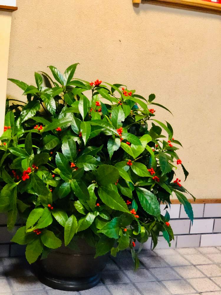 センリヨウの投稿画像 By ふみさん 玄関と花のある暮らしとクリスマスカラーといやされると赤い実と葉物好きと切り花 と花のある暮らしとクリスマスカラーといやされると赤い実と葉物好きと切り花 22月12月17日 Greensnap グリーンスナップ Greensnap