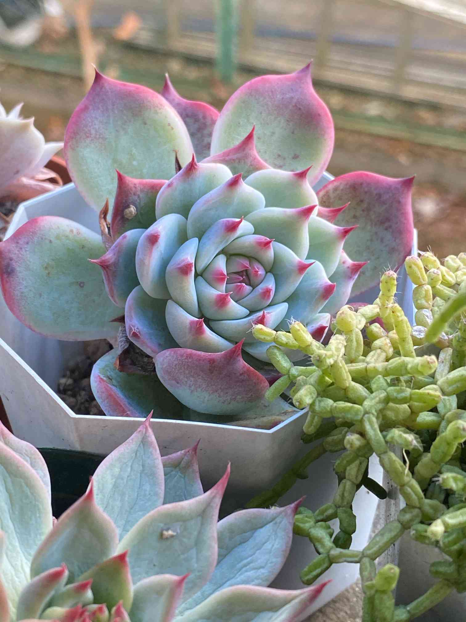 美苗❤️シモヤマコロラータ✨ シモヤマコロラータ×トリマネンシス】⑩むらさき園㉑エケベリア