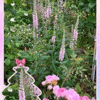 ハナトラノオ,つるバラ...,小さな花で幸せを,ばら バラ 薔薇,ピンクの花の画像