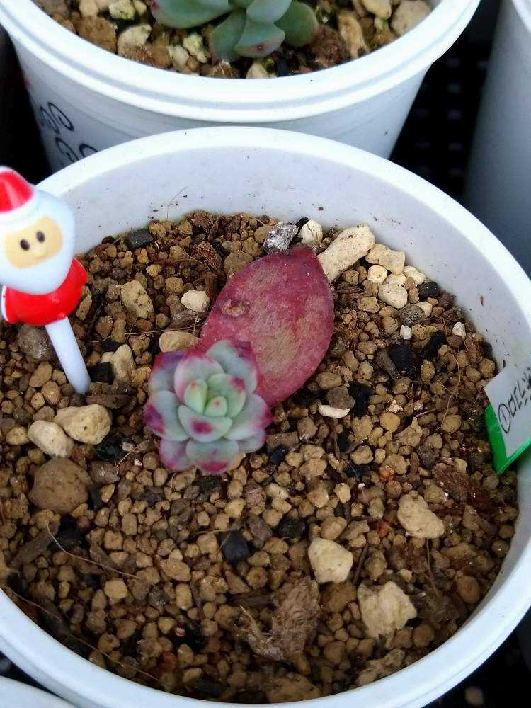 多肉植物 ラコロ×中里リンゼアナ小苗(サボテン相談室)（多肉植物