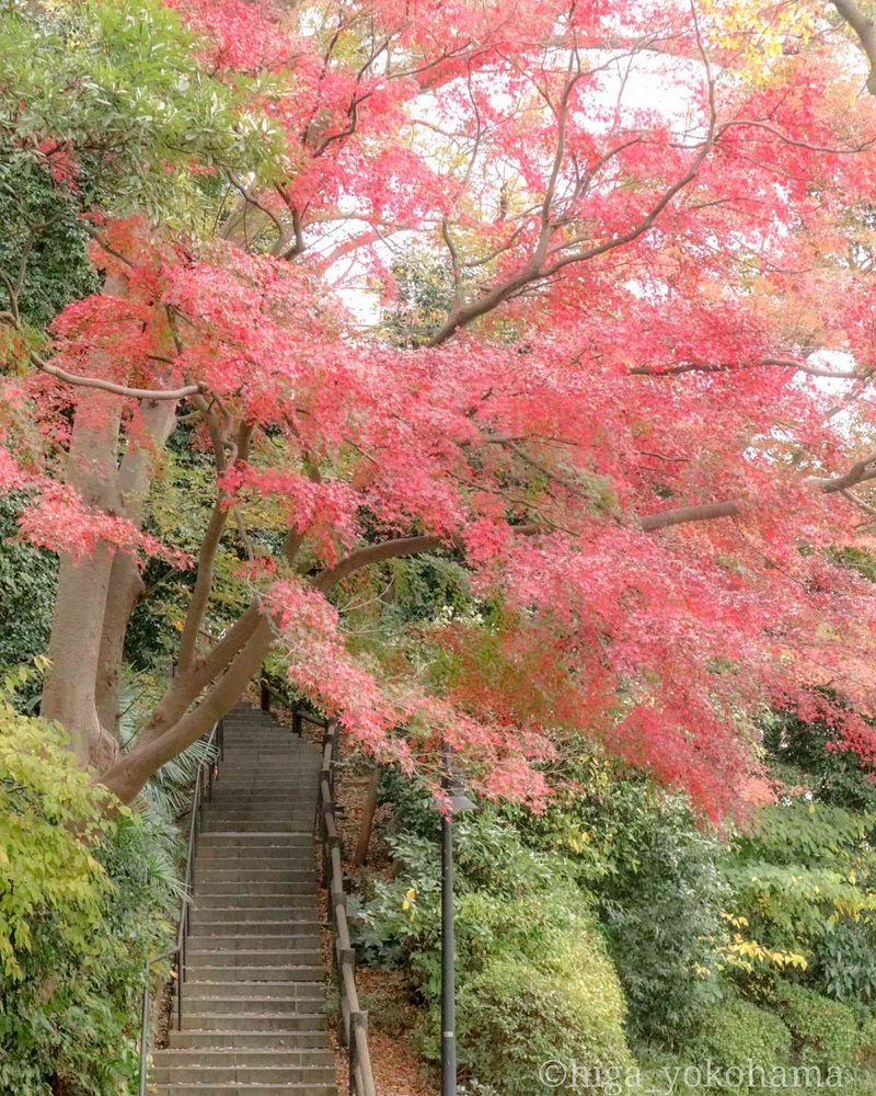 ヒガ君さんの港の見える丘公園への投稿