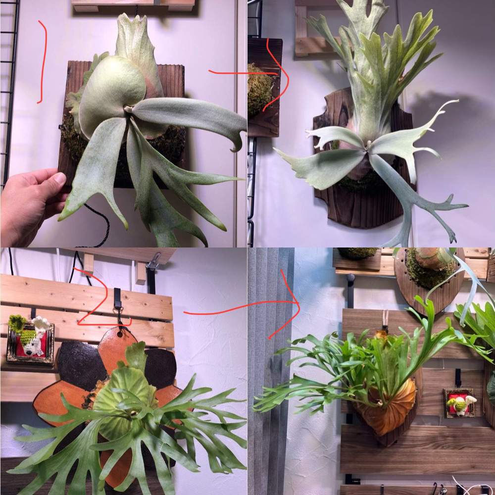 ビカクシダ アッキ platycerium akki