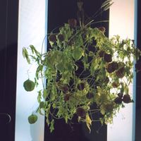 フウセンカズラ 風船葛 の育て方 種の植え方や摘心の時期は Greensnap グリーンスナップ