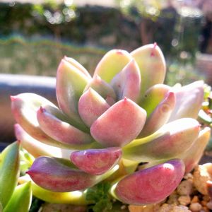 アボガドクリーム,M's Succulent Memoriesの画像