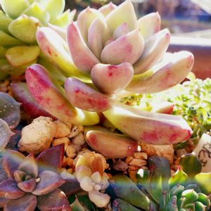 アボガドクリーム,M's Succulent Memoriesの画像