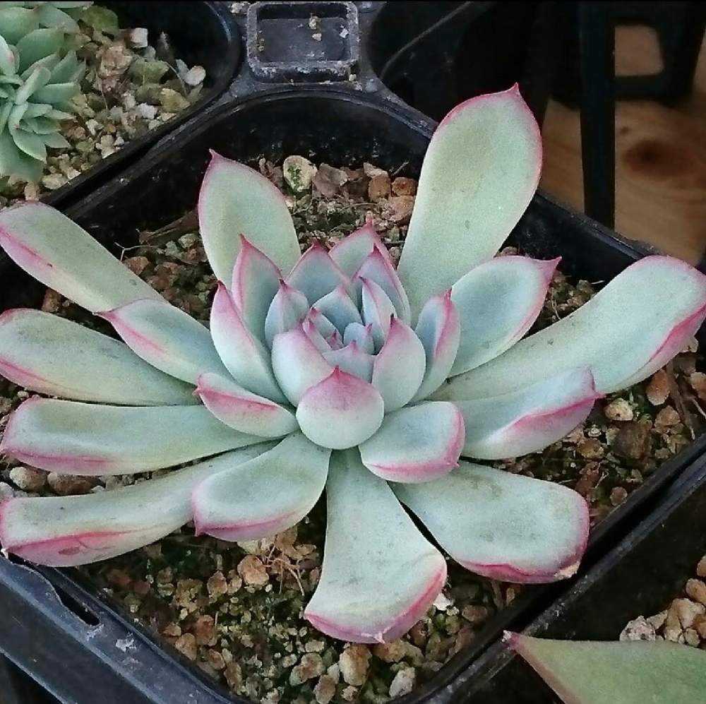 ぷりんの植肉植物 ぷりんの植肉植物 コキリノRoots 新作達 | コキリノ