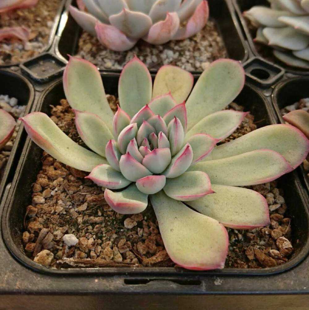 ︎✿030プレリンゼの生長記録(6年目)2022.010.01更新