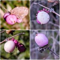 シンフォリカルポスの育て方 植え方や増やし方は Greensnap グリーンスナップ