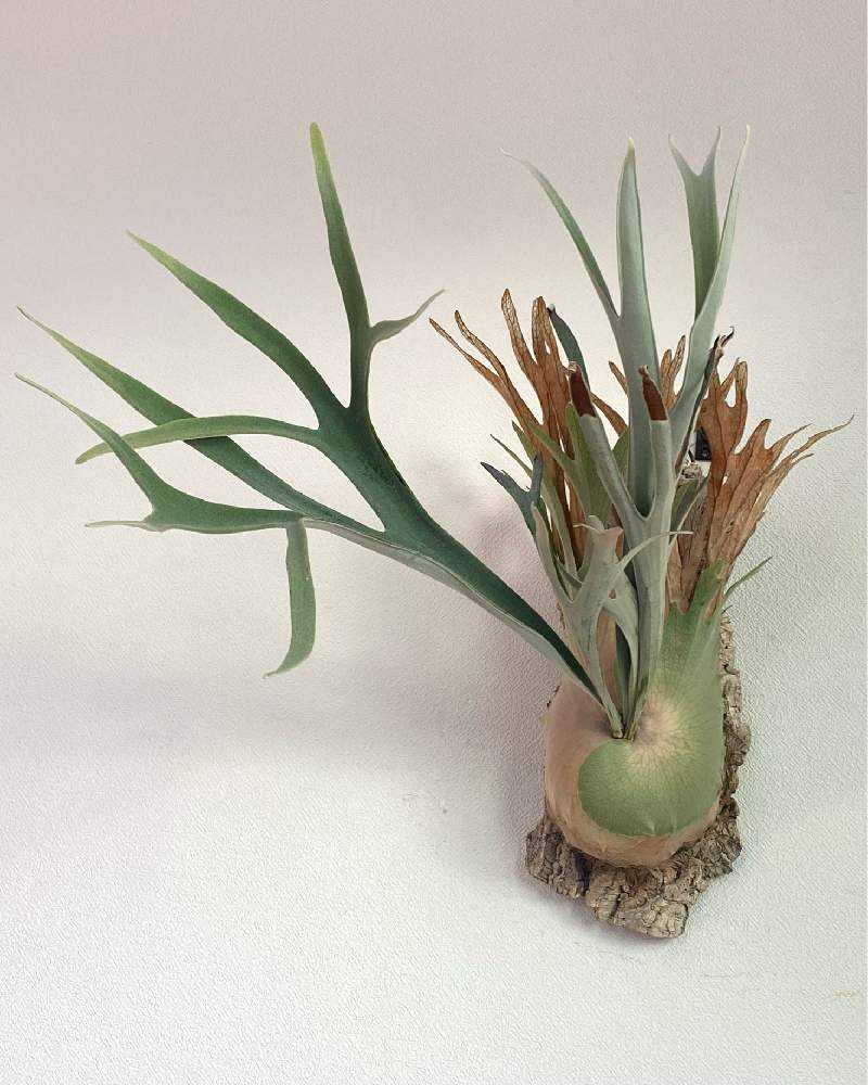 【P. Veitchii 】ビカクシダ ビーチー ベイチー　A105親株サイズ 親株サイズ【P. Veitchii 】ビカクシダ ビーチー ベイチー A105