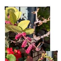 シンフォリカルポスの育て方 植え方や増やし方は Greensnap グリーンスナップ