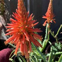 アロエ,今日のお花,真っ赤な火曜日,お出かけ先の画像