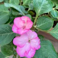 インパチェンスの育て方 種まきの時期や植え方は 冬越しのコツは Greensnap グリーンスナップ