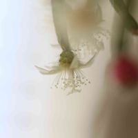 リプサリス ピロカルパ,リプサリス　フロストシュガー,Rhipsalis pilocarpa lofgren,多肉植物,観葉植物の画像