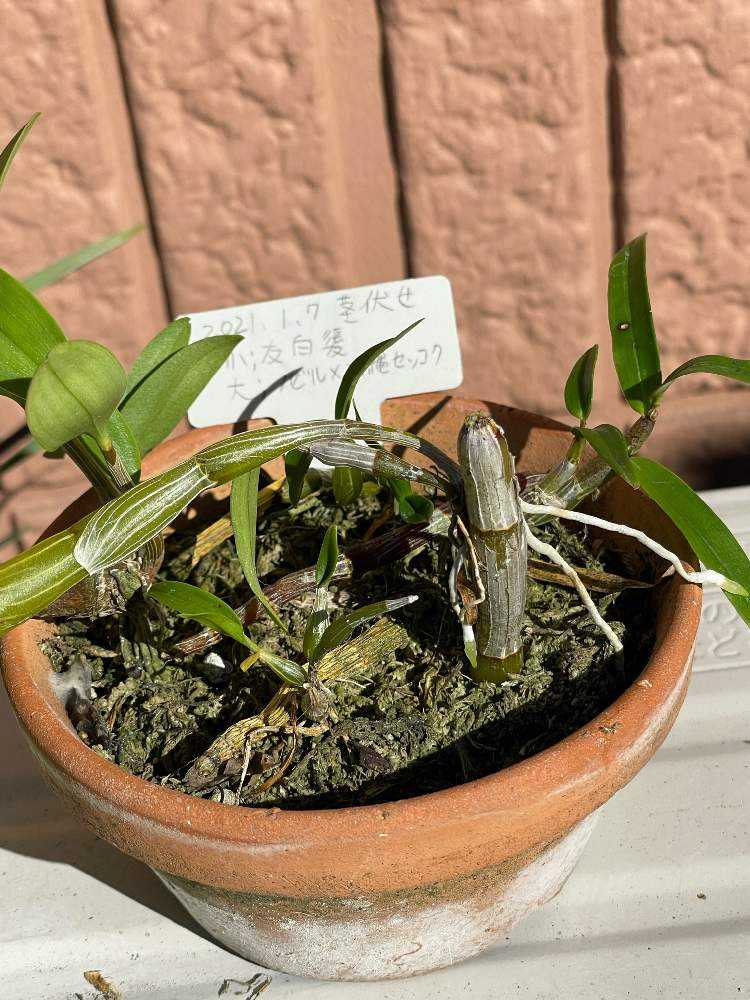 デンドロビウムノビル系の茎伏せ｜🍀GreenSnap（グリーンスナップ）