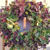 葉牡丹,種蒔きから,葉牡丹リース,リングバスケット,ハンギングリースの画像