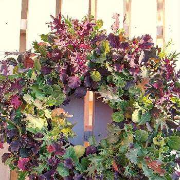 葉牡丹,種蒔きから,葉牡丹リース,リングバスケット,ハンギングリースの画像
