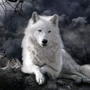 ✴白狼✴