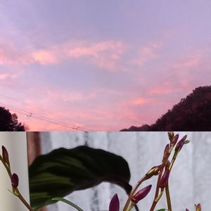 カラテア,デンドロビウム 縁,今朝の空の朝焼け,観葉植物,ダイソーの画像