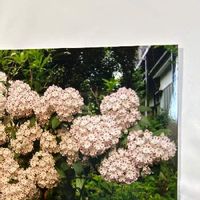 カルミアの育て方 植え付けや植え替えの時期 剪定方法は Greensnap グリーンスナップ カルミアの育て方 植え付けや植え替えの時期 剪定方法は Greensnap グリーンスナップ