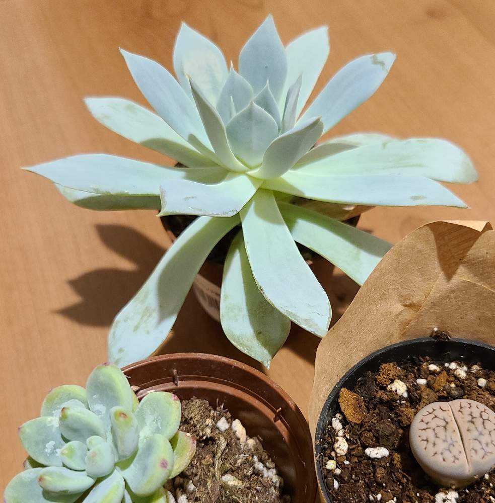 ブルークラウドの成長記録💙☁️｜🍀GreenSnap（グリーンスナップ）