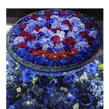 薔薇,ルシファー,成長期録の画像