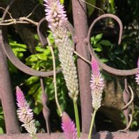 ノゲイトウ,地植え,☆携帯撮影☆,お出かけ先の画像