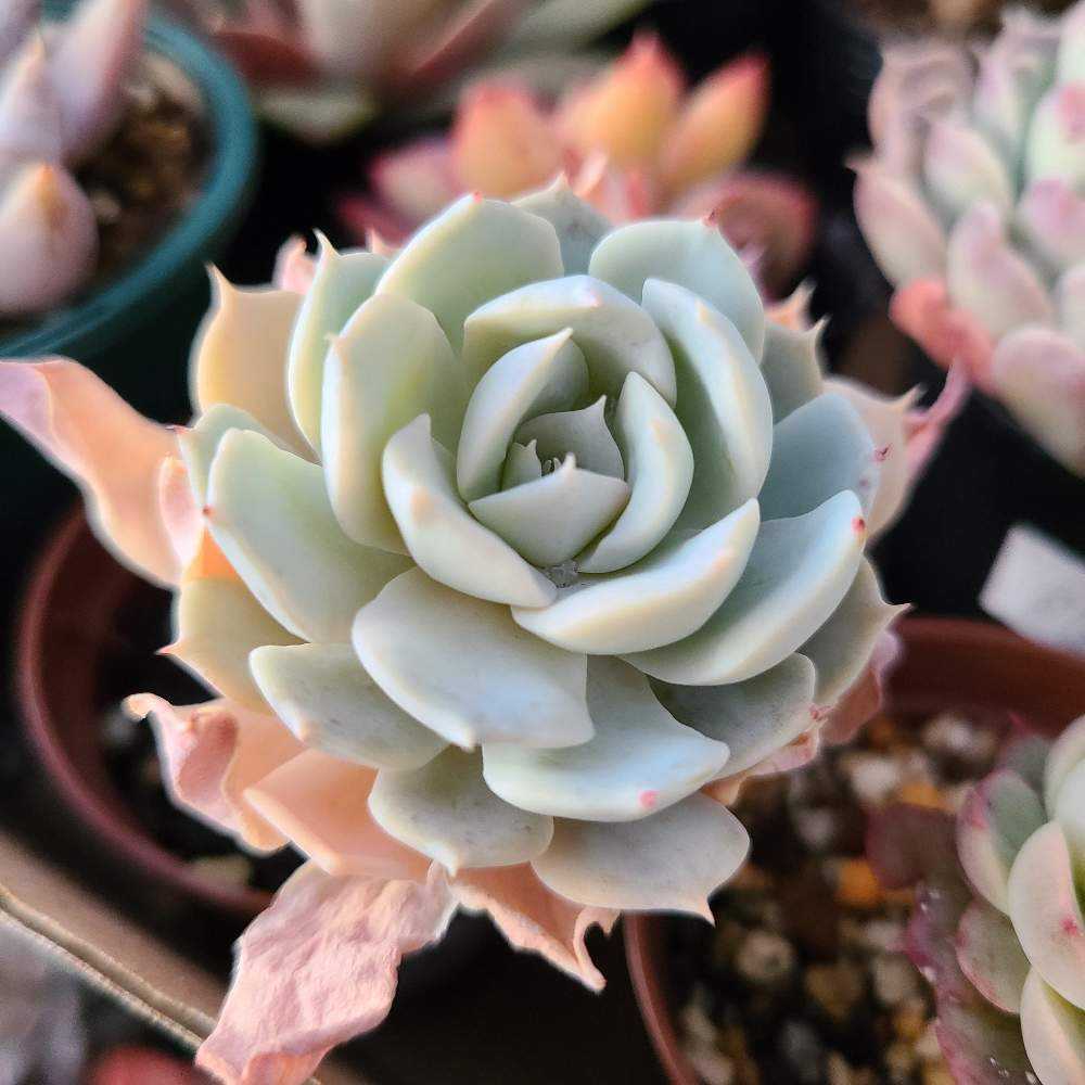 ブルークラウドの成長記録💙☁️｜🍀GreenSnap（グリーンスナップ）