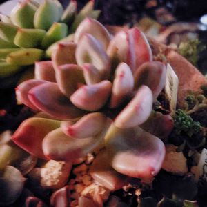 アボガドクリーム,M's Succulent Memoriesの画像