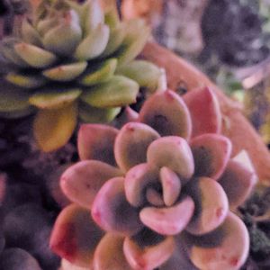 アボガドクリーム,M's Succulent Memoriesの画像