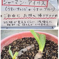 ジャーマンアイリス,いただきもの,お迎え,無事に育ちますように,ゆっきん's 「ご自由にどうぞ」出身の画像