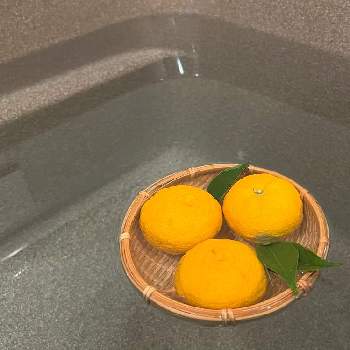 ハーデンベルギア,ビカクシダ,バラ ミミエデン,デンドロビウム　エンジェルベイビー‘グリーン愛’,ニホンスイセンの画像