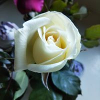 ばら バラ 薔薇,金曜日の蕾たち,ふんわり優しい色,レーシーレディ☆,キッチンの画像