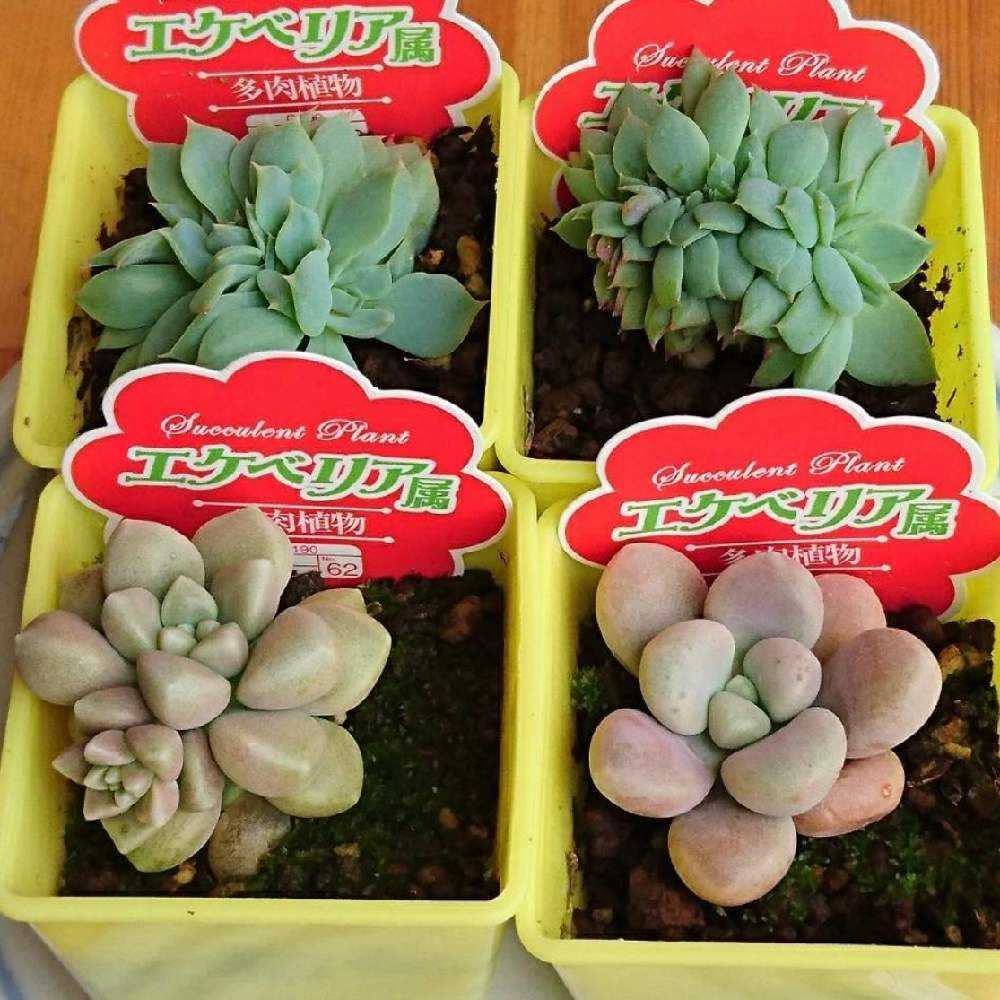 ︎✿032だるま姫秋麗の生長記録(6年目)2022.12.23更新｜🍀GreenSnap