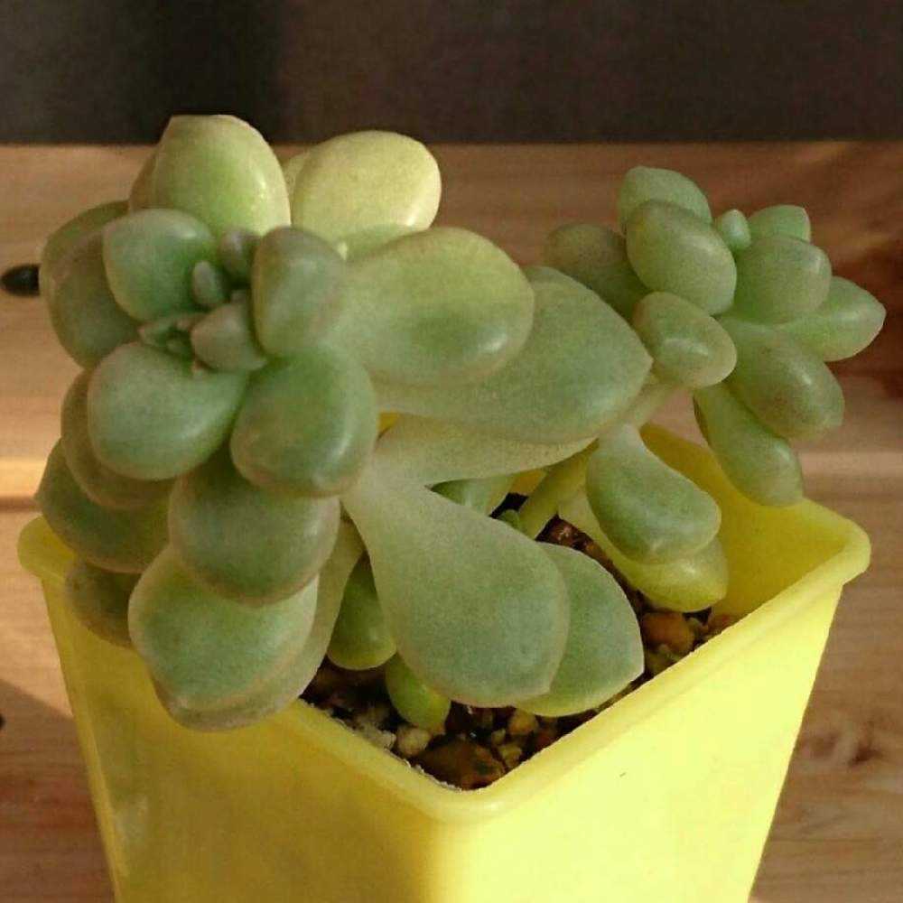 ︎✿032だるま姫秋麗の生長記録(6年目)2022.12.23更新｜🍀GreenSnap