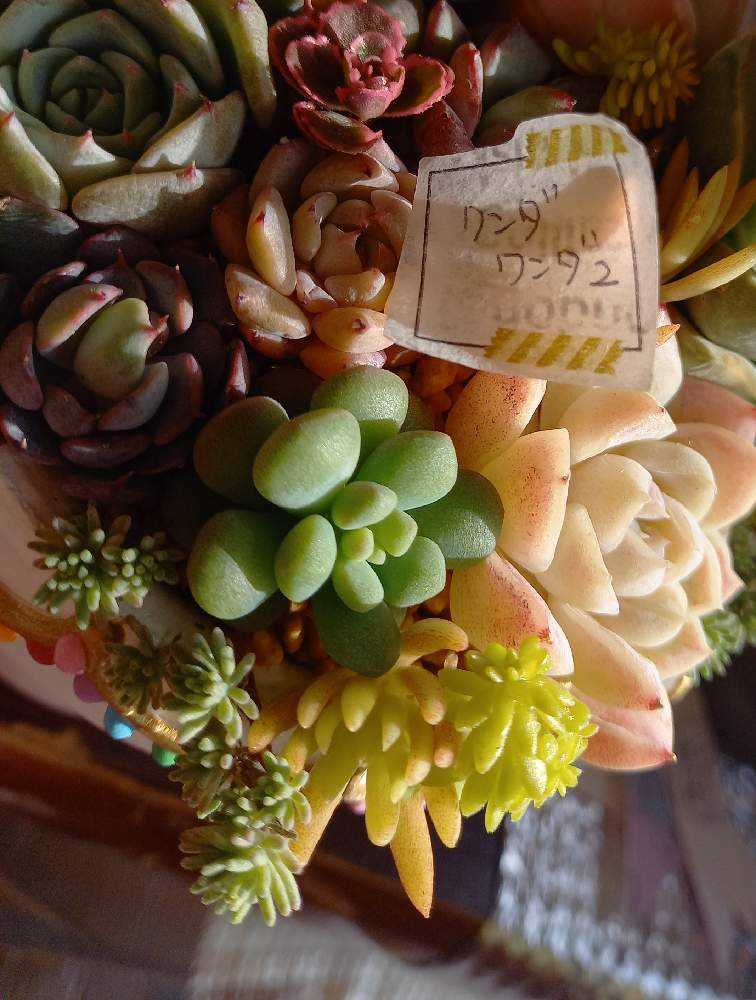 827👼ワンダワンダ2 ワンダーワンダー2｜🍀GreenSnap（グリーン