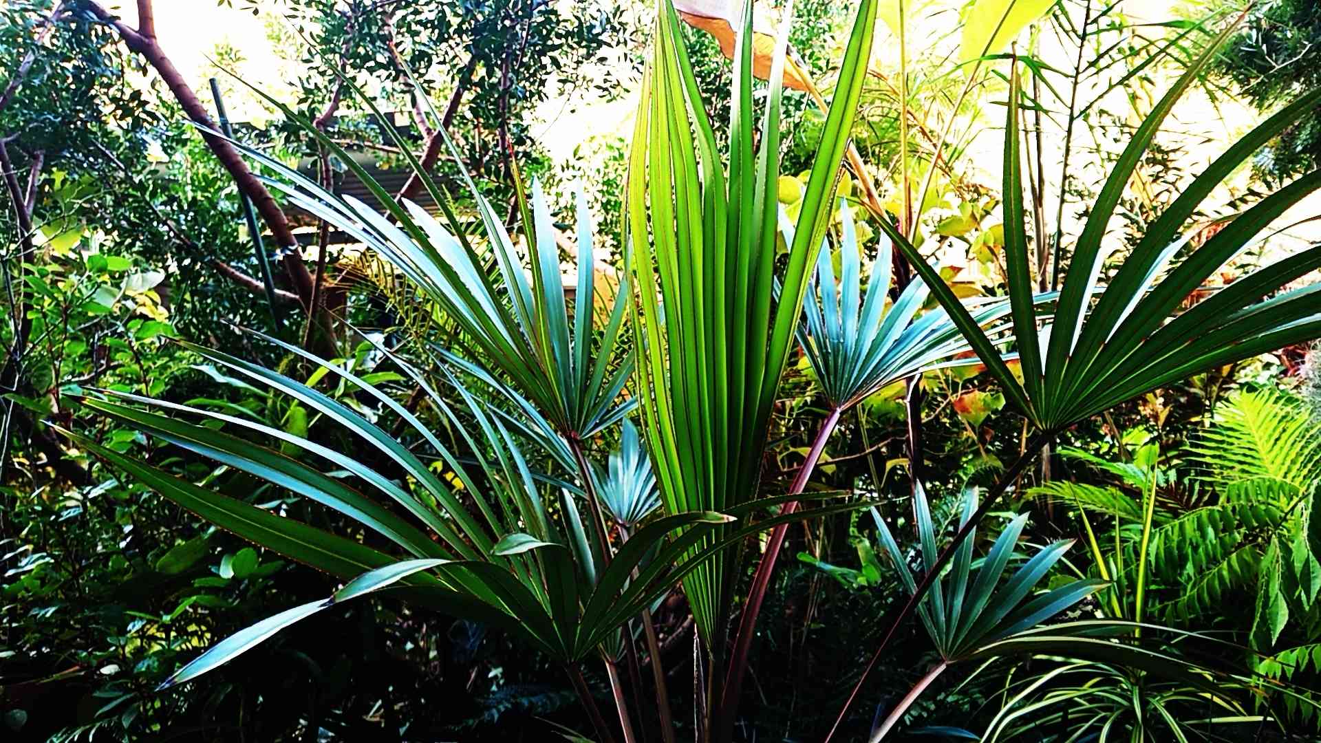ベニオウギヤシ(Latania lontaroides)の一覧|🍀GreenSnap ベニオウギヤシ(Latania lontaroides)の一覧|🍀GreenSnap