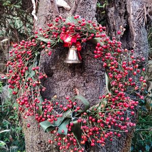 ノイバラ,ノイバラの実, クリスマスリース,赤い実,クリスマスリースの画像