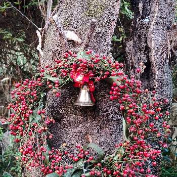 オニグルミ,自然,可愛い,癒し,北海道の画像