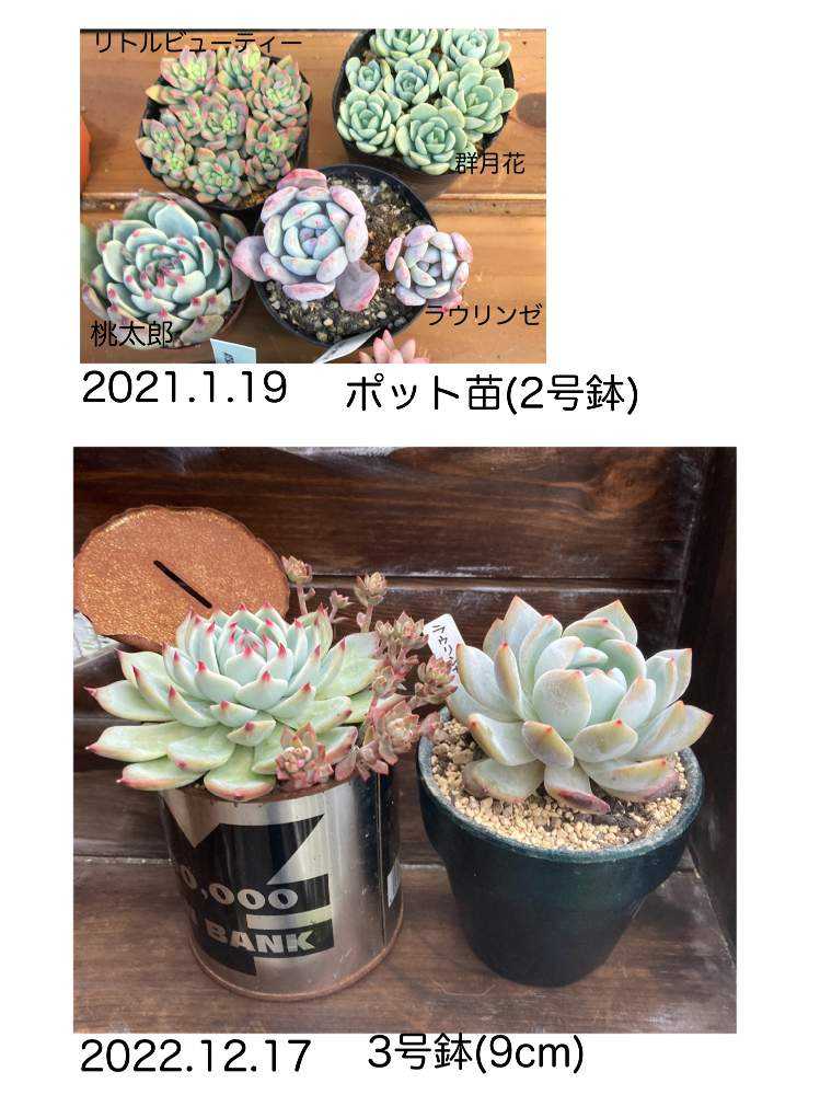 81.リメイク鉢 9cm角2個セット リメイク缶 植木鉢 多肉植物 