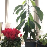 アボカド,シクラメン,プレクトランサス ウェルティキラツス,今年のアボカド,我が家の水挿しの画像