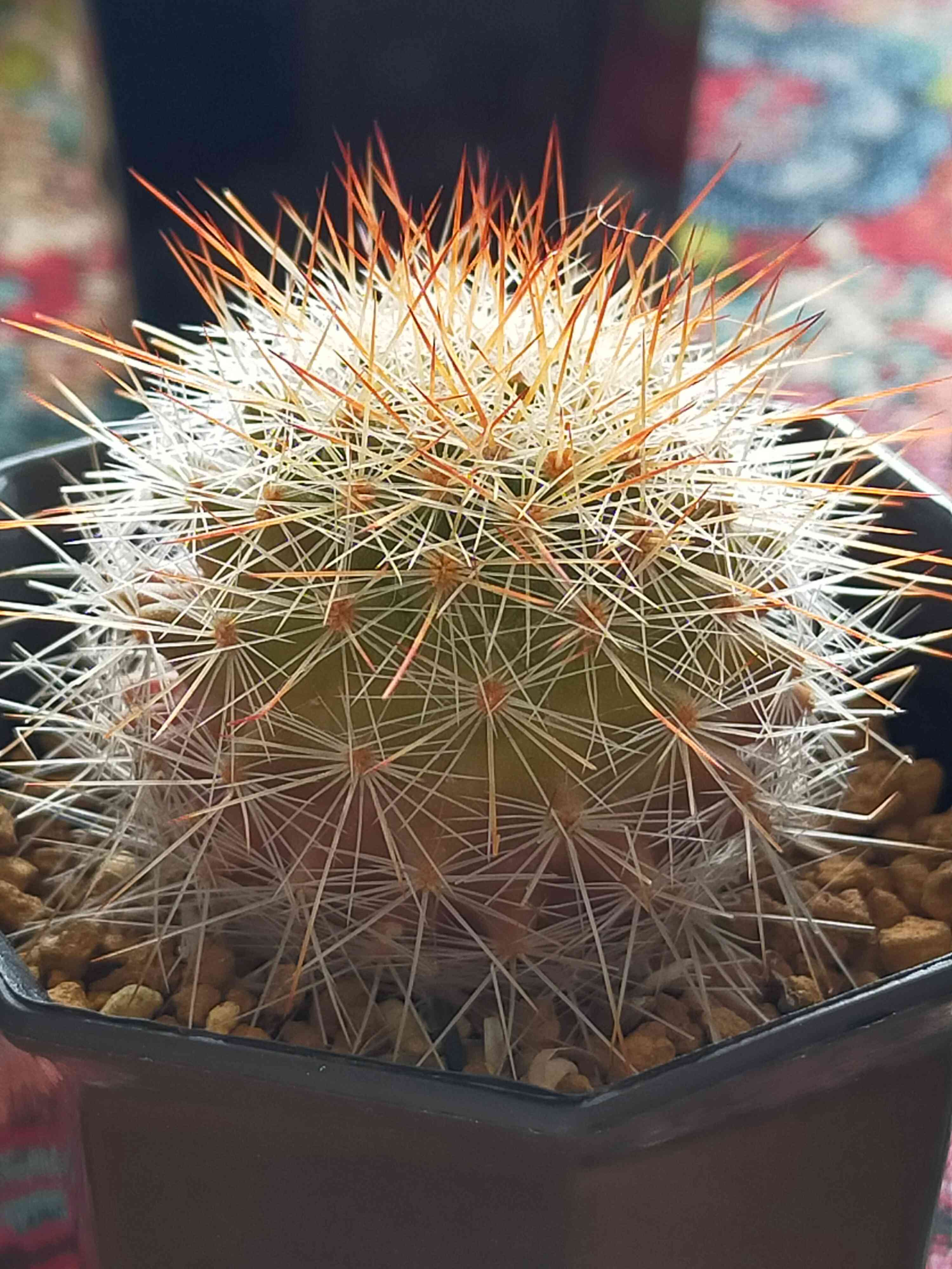 初めての胴切り(๑•̀д•́๑)ｷﾘｯ｜🍀GreenSnap（グリーンスナップ）