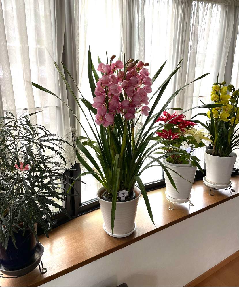 グリーン エレガンス アラレアの投稿画像 By さとこさん シンピジュームとポインセチアとシンピジューム福娘 と窓辺と出窓の植物達と出窓の植物達 22月12月25日 Greensnap グリーンスナップ Greensnap グリーンスナップ