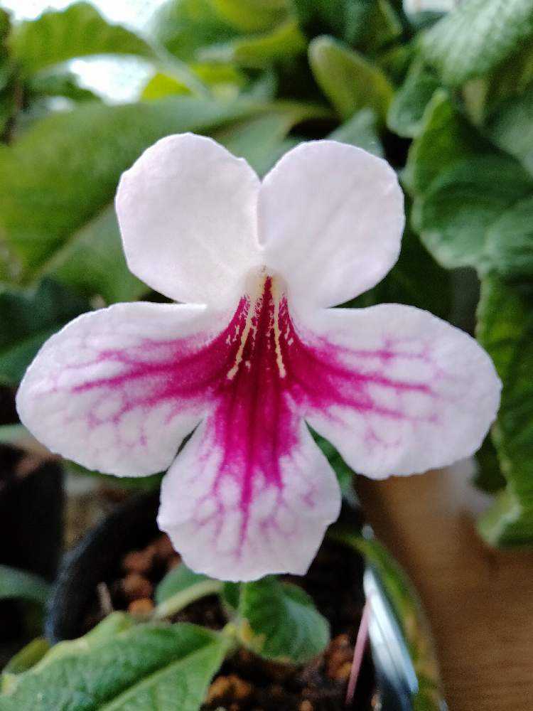 ストレプトカーパスの種蒔き Greensnap グリーンスナップ