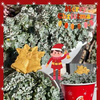 たっちんのアルバム Greensnap グリーンスナップ たっちんのアルバム Greensnap グリーンスナップ