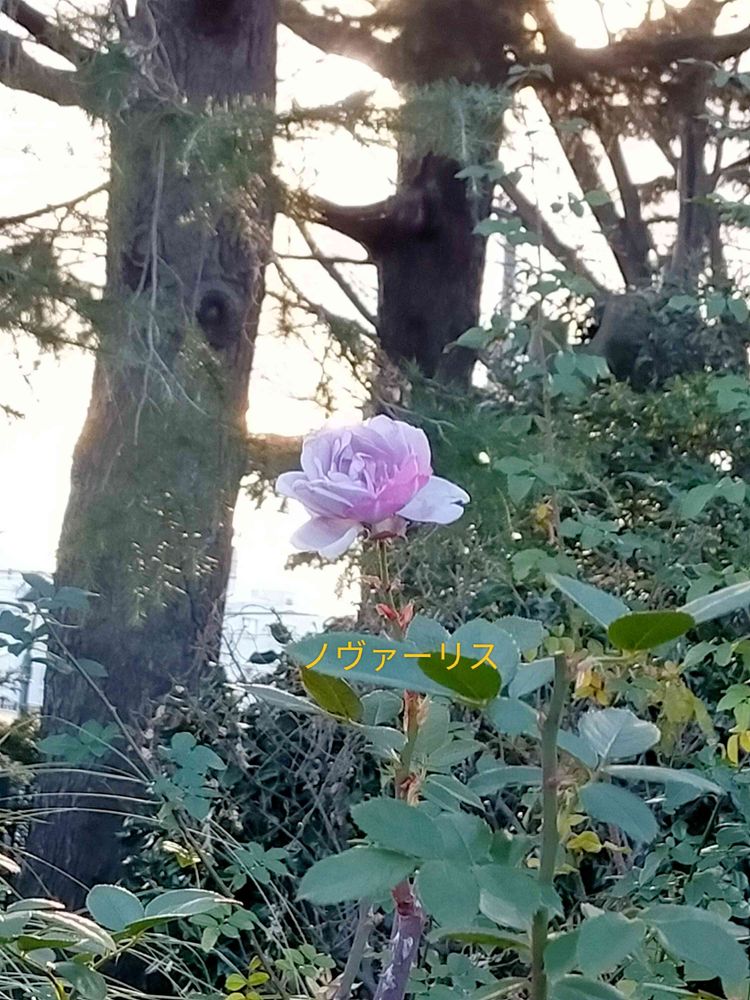 とりさんの港の見える丘公園への投稿