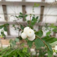 シンフォリカルポスの育て方 植え方や増やし方は Greensnap グリーンスナップ